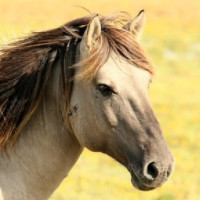 das Pferd