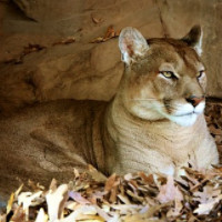 der Puma