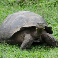 die Schildkröte