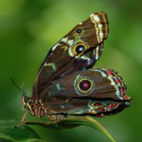 der Schmetterling