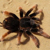 die Spinne