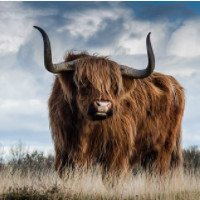der Stier