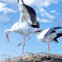 der Storch