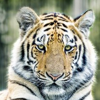 der Tiger