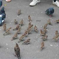 der Vogel