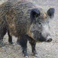 das Wildschwein