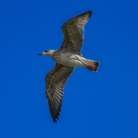 der Wildvogel