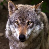 der Wolf