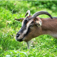 der Ziegenbock