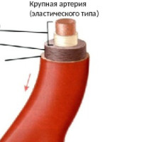 die Arterie