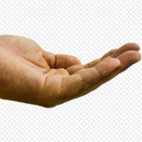 die Handfläche