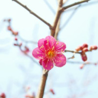 der April