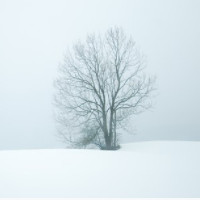 der Januar