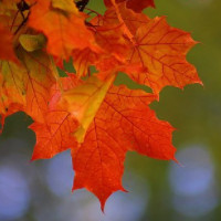 der September