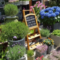 das Blumengeschäft