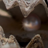 die Perle
