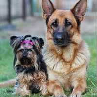 die Freundschaft