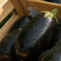 die Aubergine