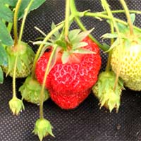 die Erdbeere