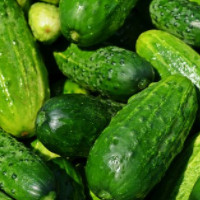 die Gurke