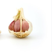 der Knoblauch