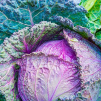 der Kohl