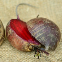 die Rübe