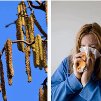die Allergie