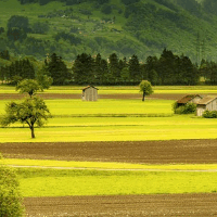 das Feld
