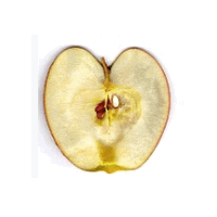 der Querschnitt