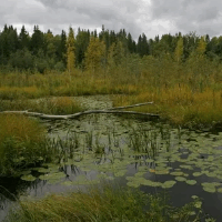 der Sumpf