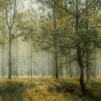 der Wald