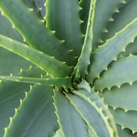 die Aloe
