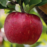 der Apfel