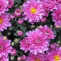die Aster