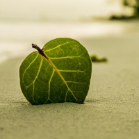 das Blatt