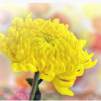 die Chrysantheme
