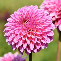 die Dahlie