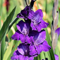 die Gladiole