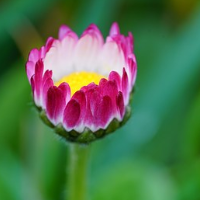 das Gänseblümchen