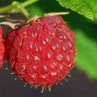 die Himbeere
