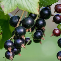 die Johannisbeere