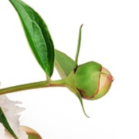 die Knospe