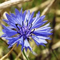 die Kornblume
