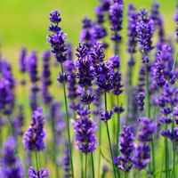 der Lavendel