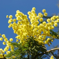 die Mimose