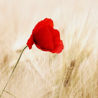 der Mohn