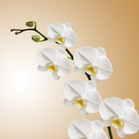 die Orchidee