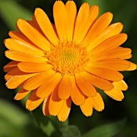 die Ringelblume