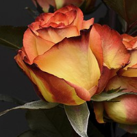 die Rose